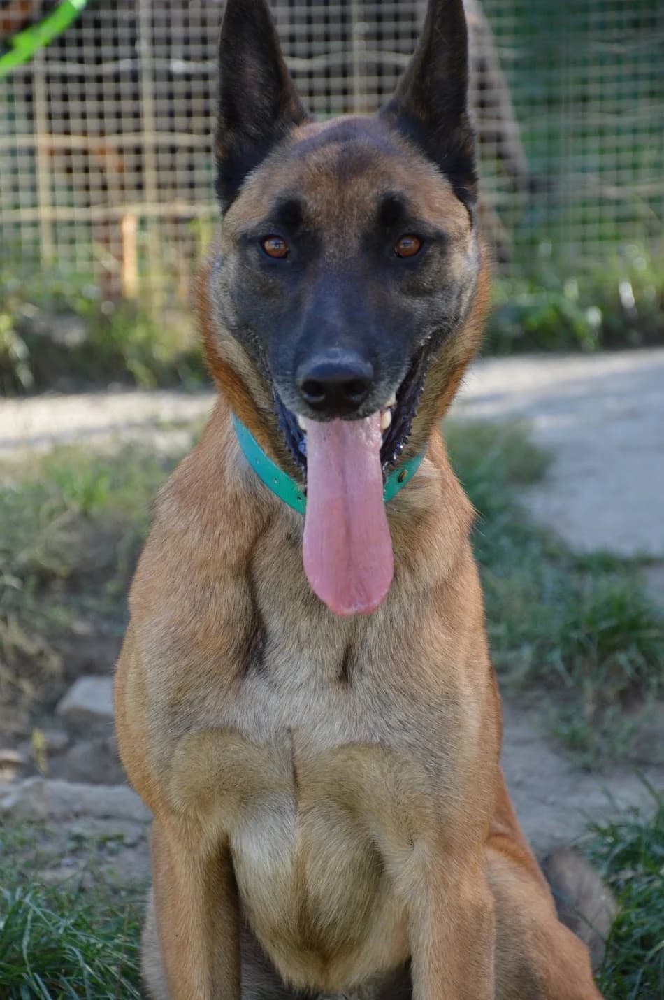 Valou, male 5yo Belgian Malinois for adoption at SPA de Besançon