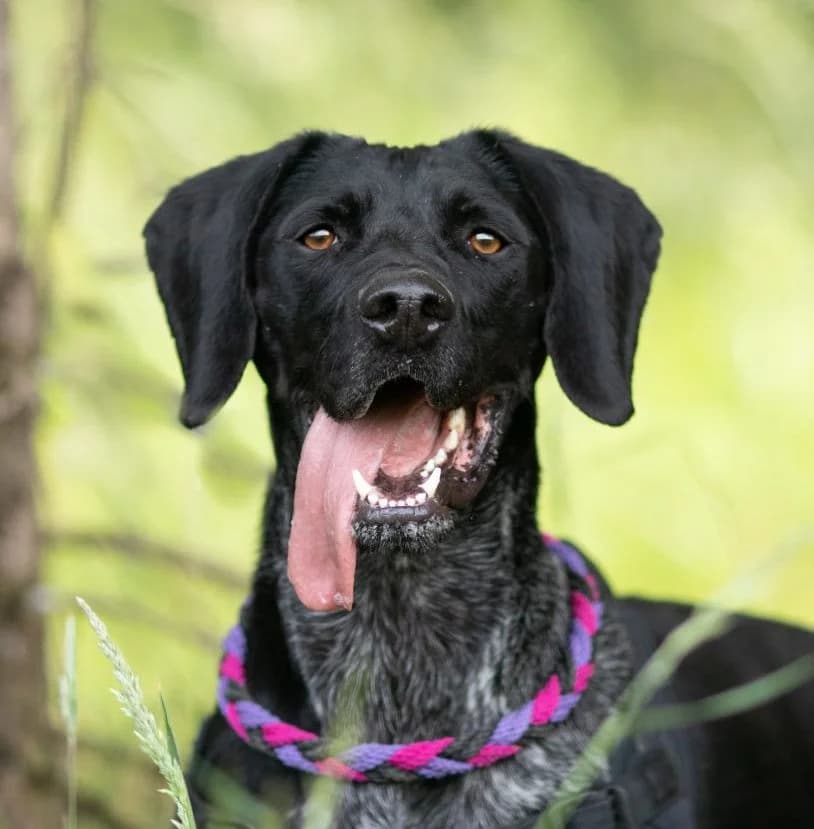 Rox, male senior German Shorthaired Pointer for adoption at SPA de Besançon