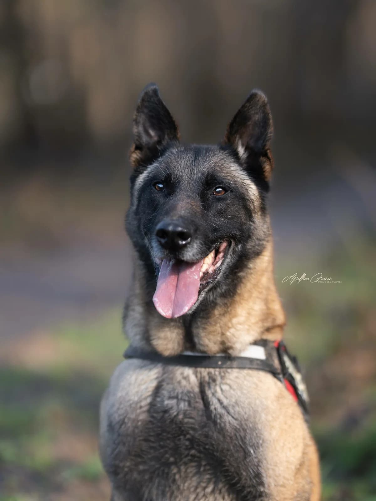 Pacha, male senior Belgian Malinois for adoption at SPA de Besançon
