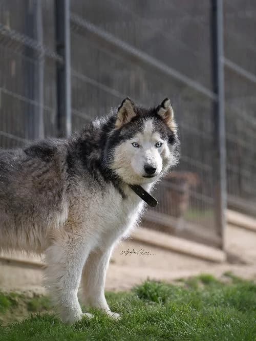 Yeti, male senior Husky for adoption at SPA de Besançon