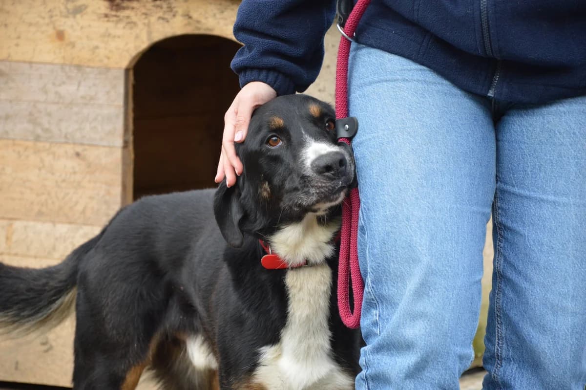 Pacco, male 5yo mixed breed for adoption at SPA de Besançon