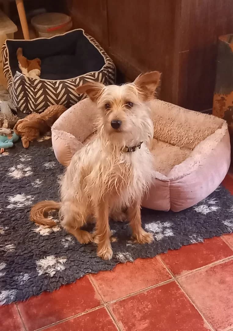 Léon, male 6yo Poodle for adoption at SPA de Besançon