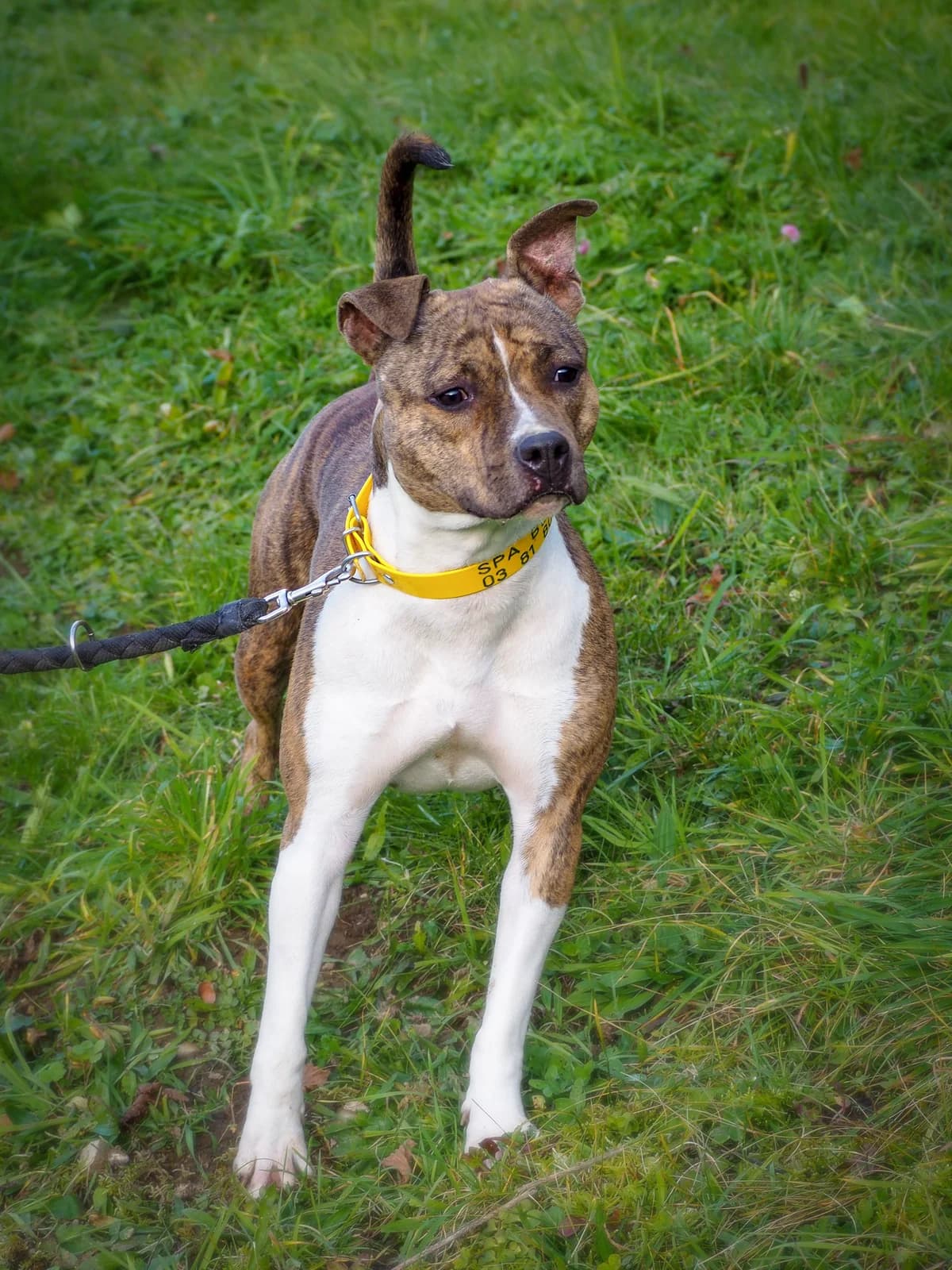 Vanille, female young American Staffordshire Terrier for adoption at SPA de Besançon