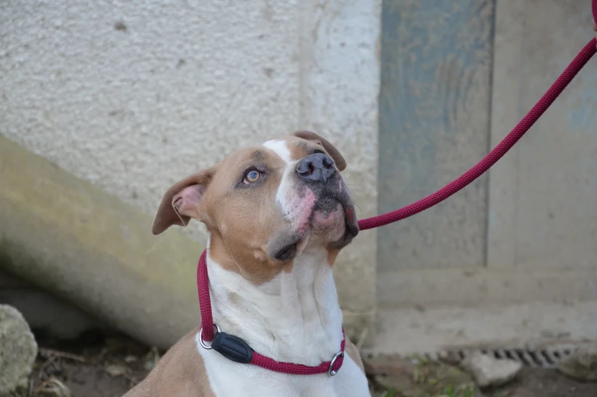 R'Kan, male 5yo American Staffordshire Terrier for adoption at SPA de Besançon