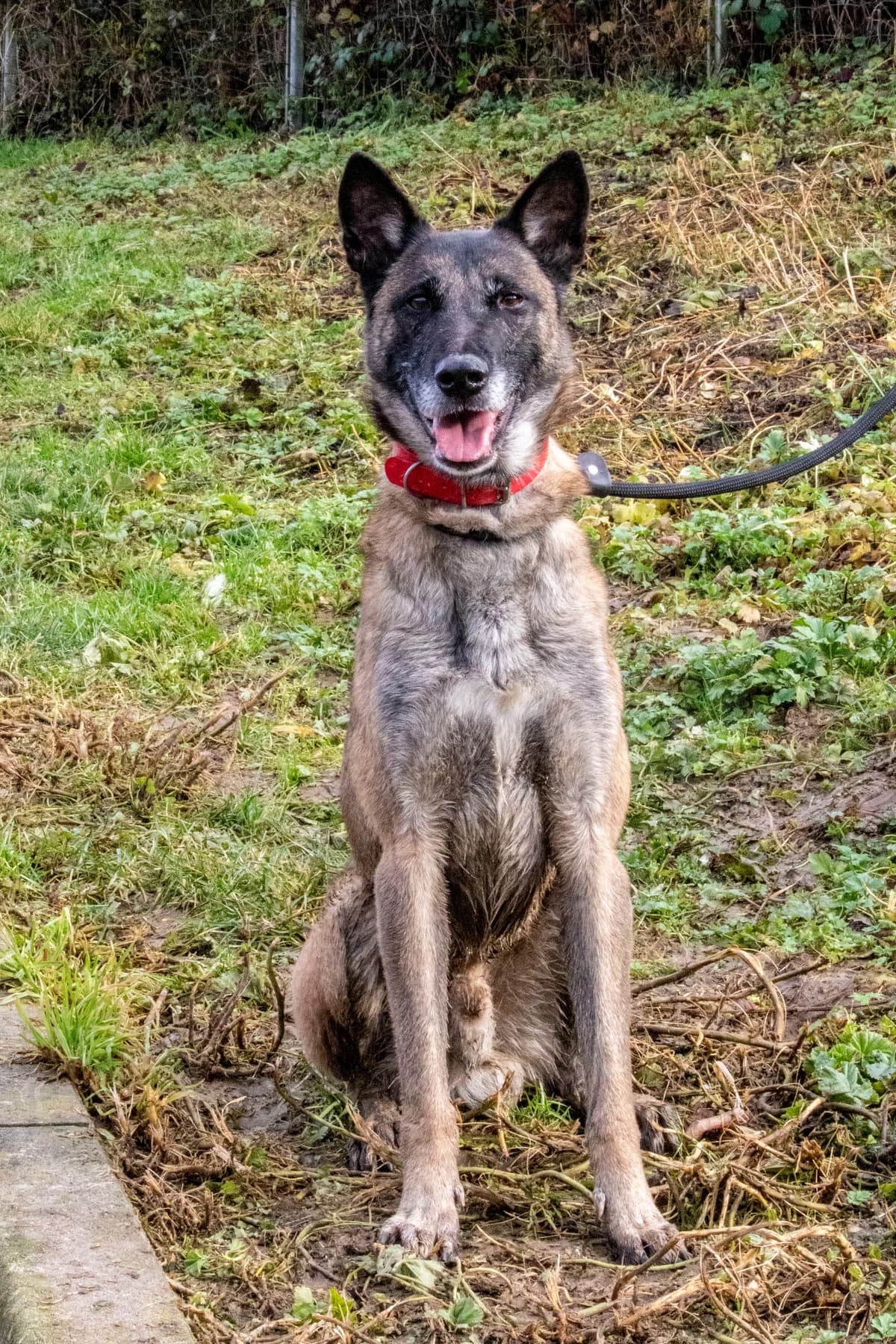 Roméo, male 6yo Belgian Malinois for adoption at SPA de Besançon