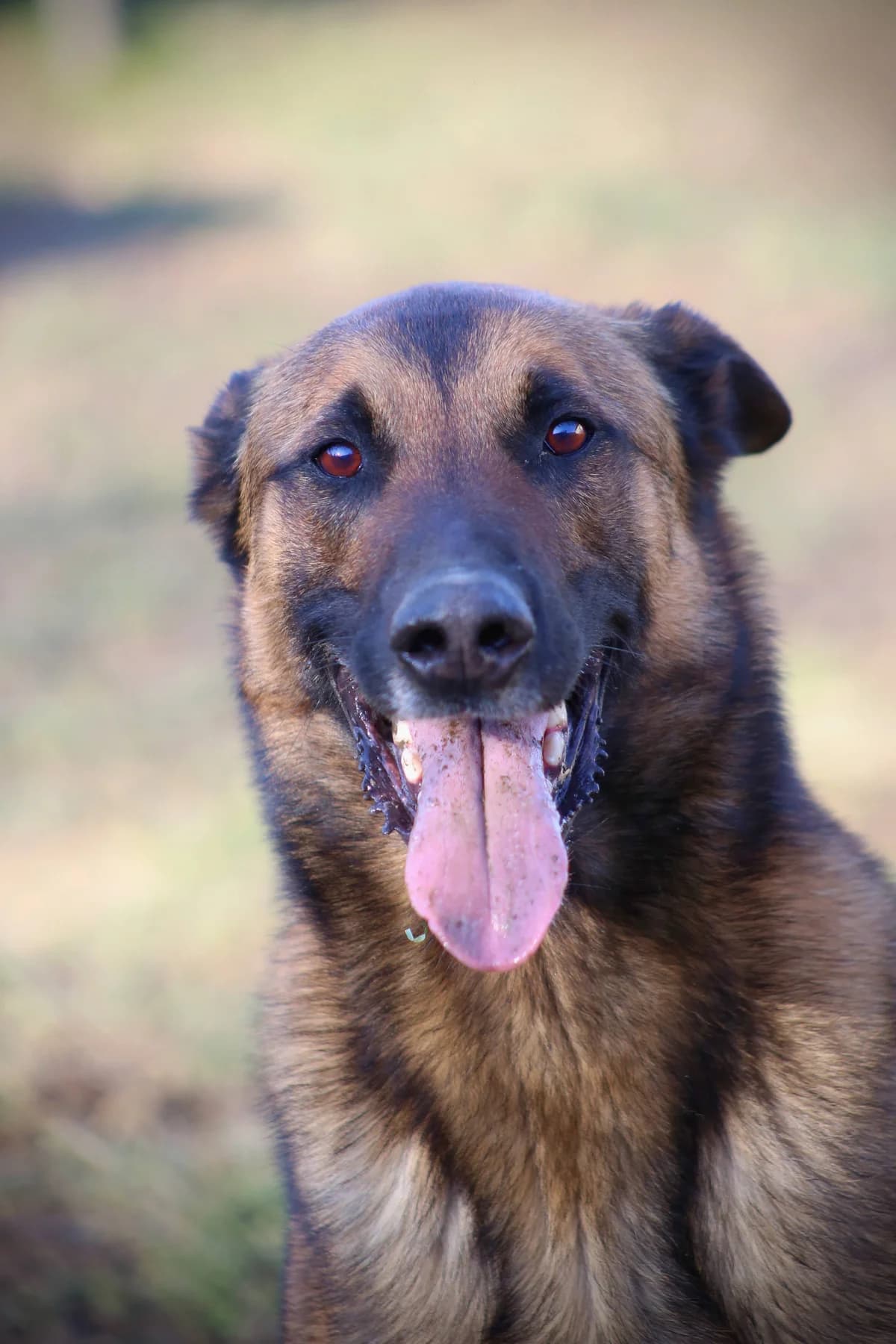 Narko, male 5yo Belgian Malinois for adoption at SPA de Besançon