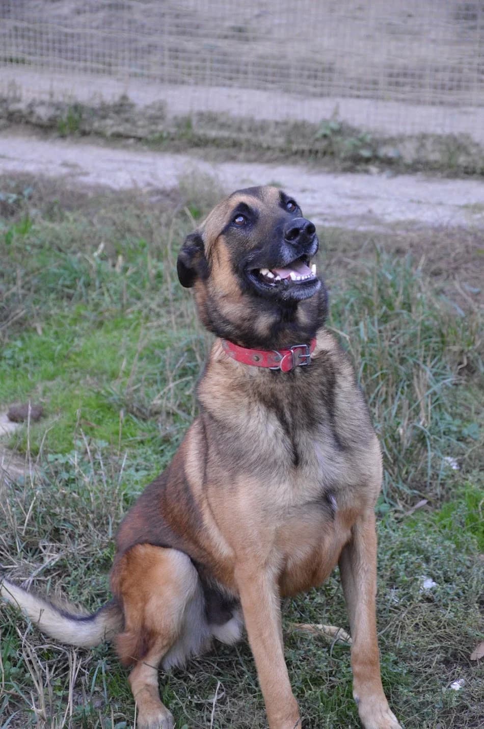Narko, male 5yo Belgian Malinois for adoption at SPA de Besançon