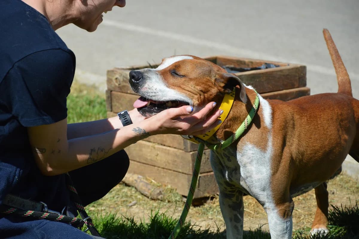 Snoopy, male young Staffordshire Bull Terrier for adoption at SPA de Besançon