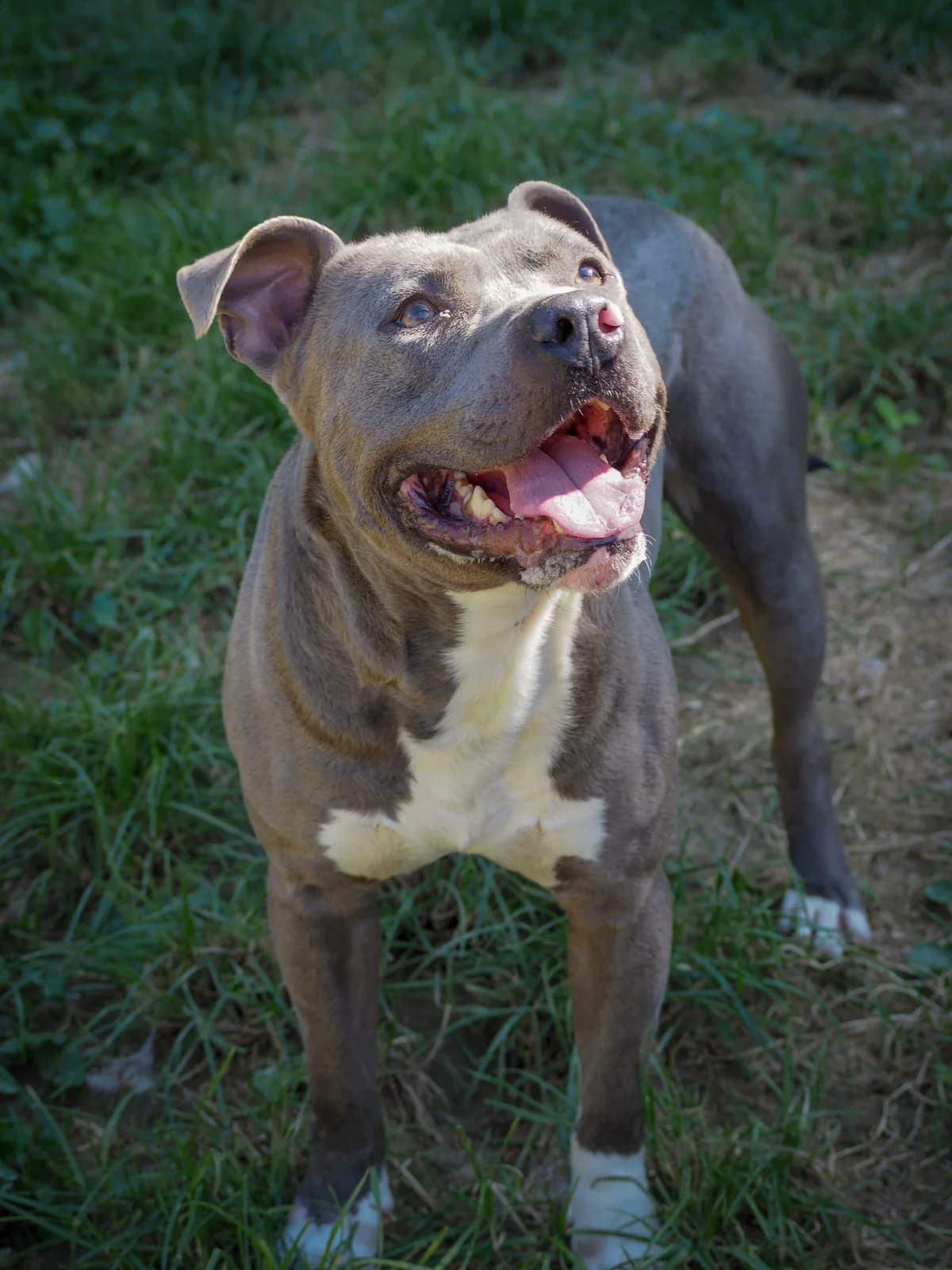 Tongo, male 3yo American Staffordshire Terrier for adoption at SPA de Besançon
