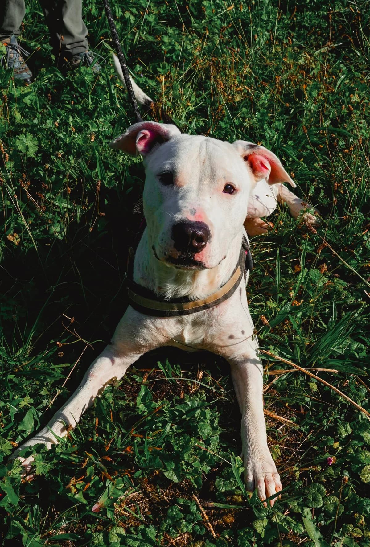 Sosa, male young mixed breed for adoption at SPA de Besançon