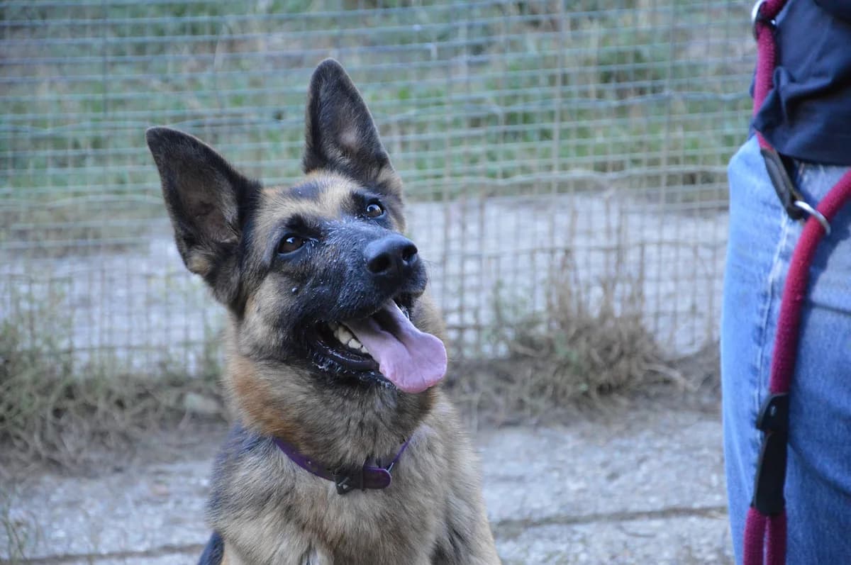 Chacha, female 6yo German Shepherd for adoption at SPA de Besançon