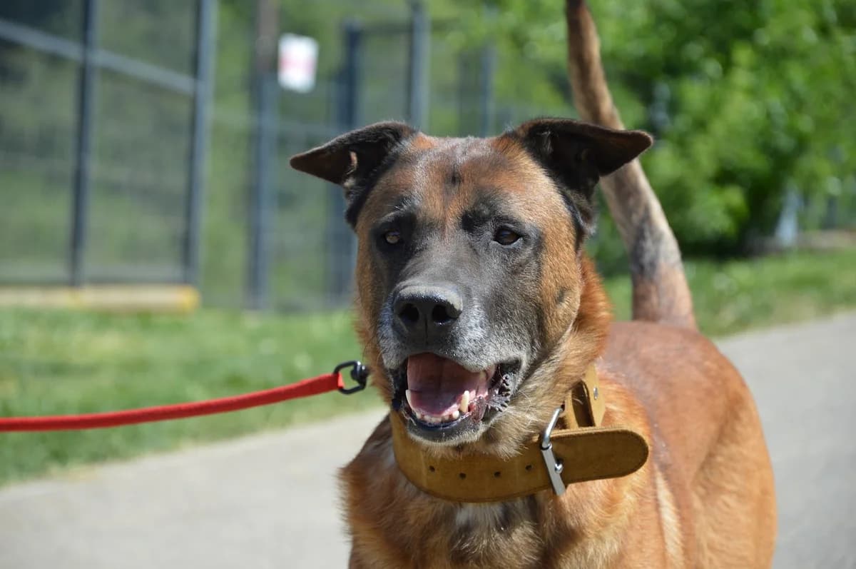 Spot, male mixed breed for adoption at SPA de Besançon