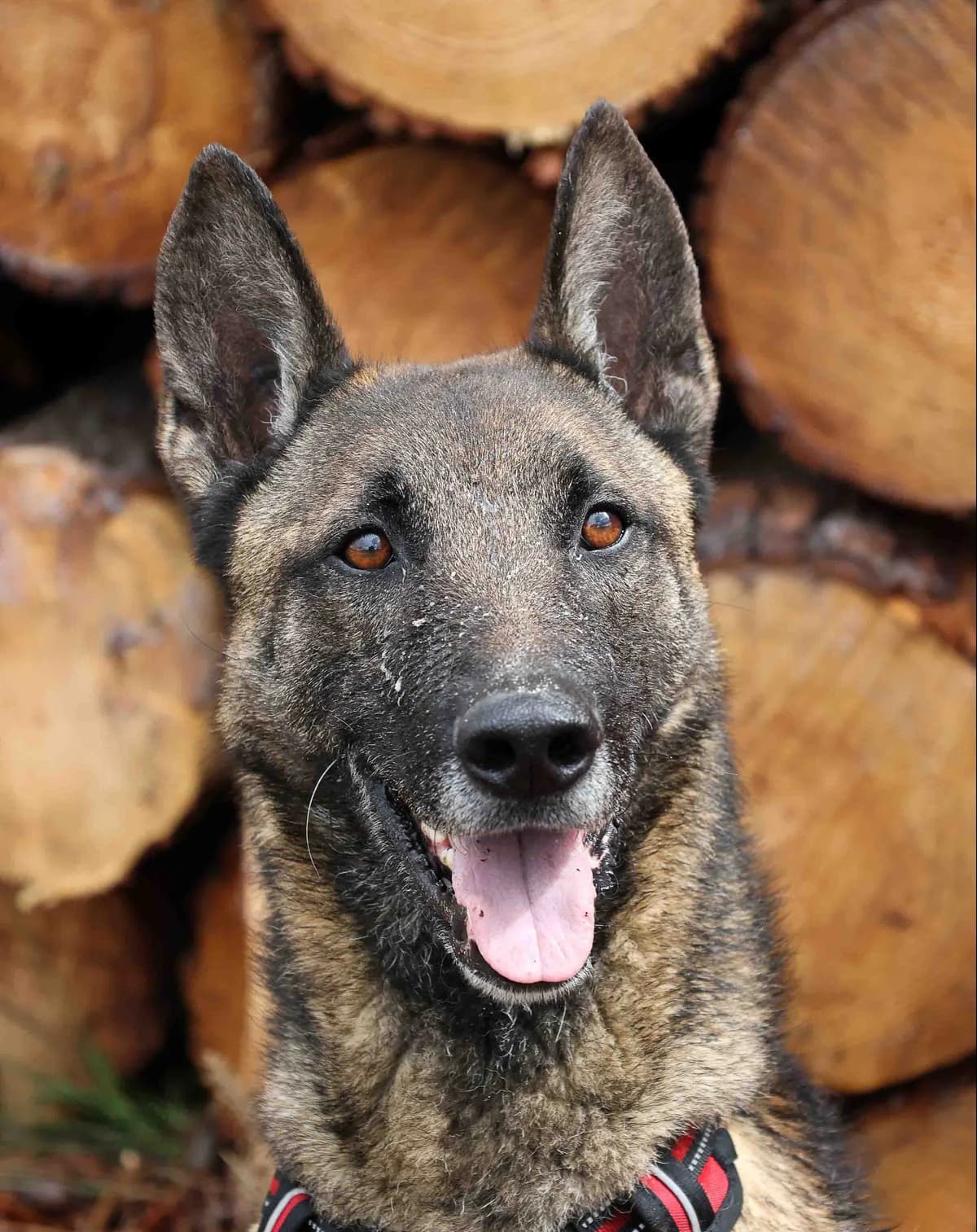 Barney, male senior Belgian Malinois for adoption at SPA de Bordeaux et du Sud-Ouest, Bordeaux