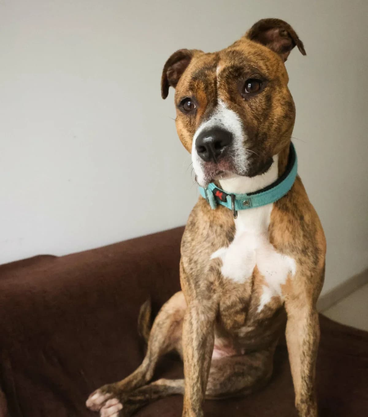 Bella, female senior Mixed Breed for adoption at SPA de Bordeaux et du Sud-Ouest, Bordeaux