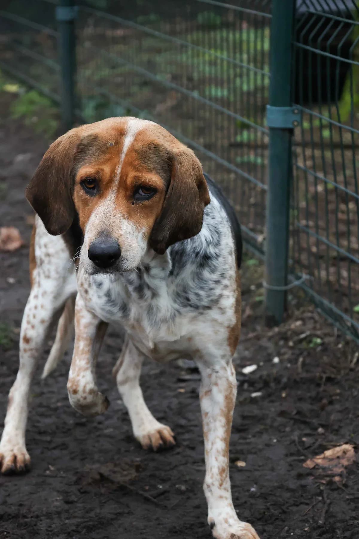 Trompette, female senior mixed breed for adoption at SPA de Bordeaux et du Sud-Ouest, Bordeaux