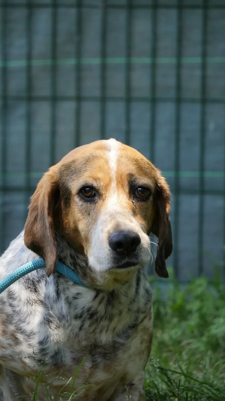 Trompette dite Ella, female senior mixed breed for adoption at SPA de Bordeaux et du Sud-Ouest, Bordeaux