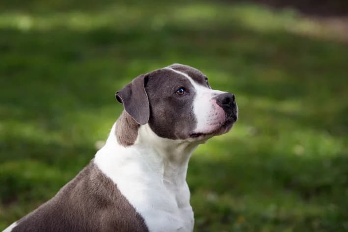 Pouky, male 7yo Mixed Breed for adoption at SPA de Bordeaux et du Sud-Ouest, Bordeaux