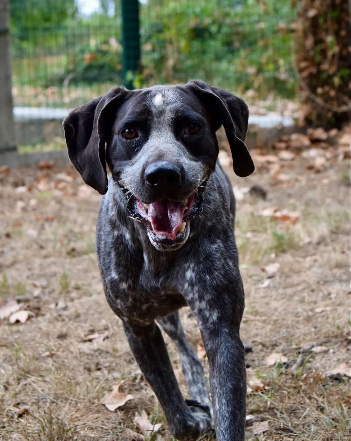 Boss, male senior Pointer for adoption at SPA de Bordeaux et du Sud-Ouest, Bordeaux