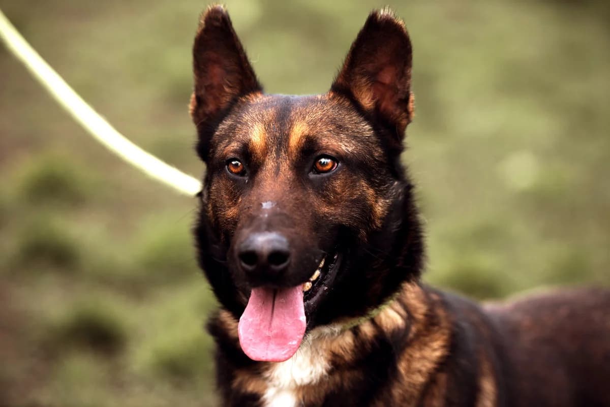 Pogo, male 7yo Belgian Malinois for adoption at SPA de Bordeaux et du Sud-Ouest, Bordeaux