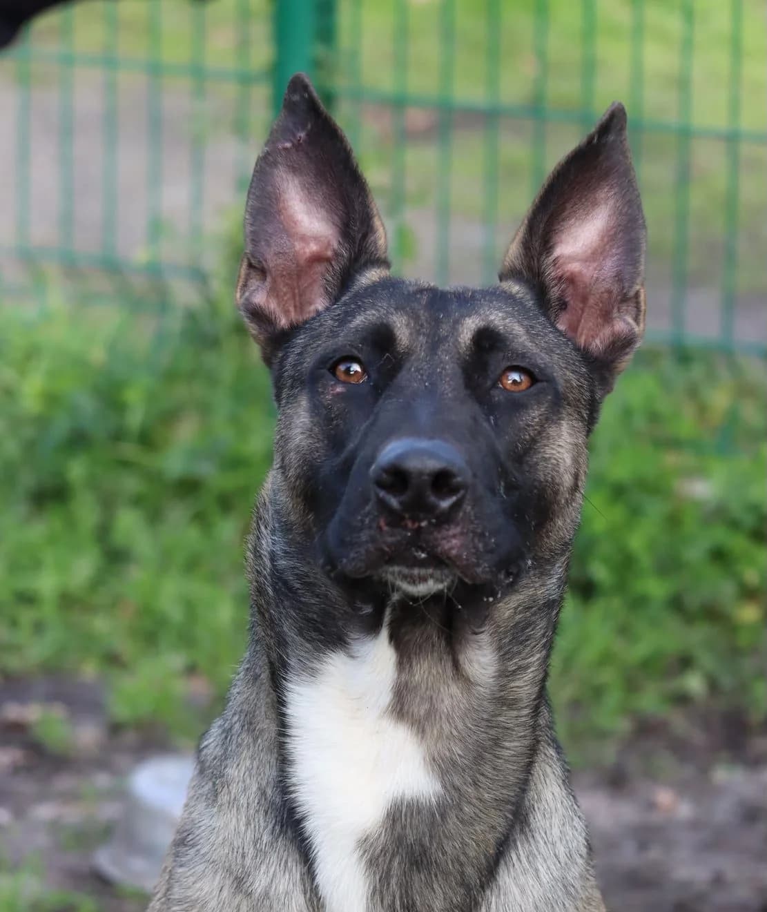 Thor, male young Belgian Malinois for adoption at SPA de Bordeaux et du Sud-Ouest, Bordeaux