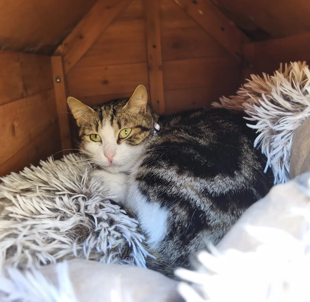 Fran, female 5yo Mixed Breed for adoption at SPA de Bordeaux et du Sud-Ouest, Bordeaux