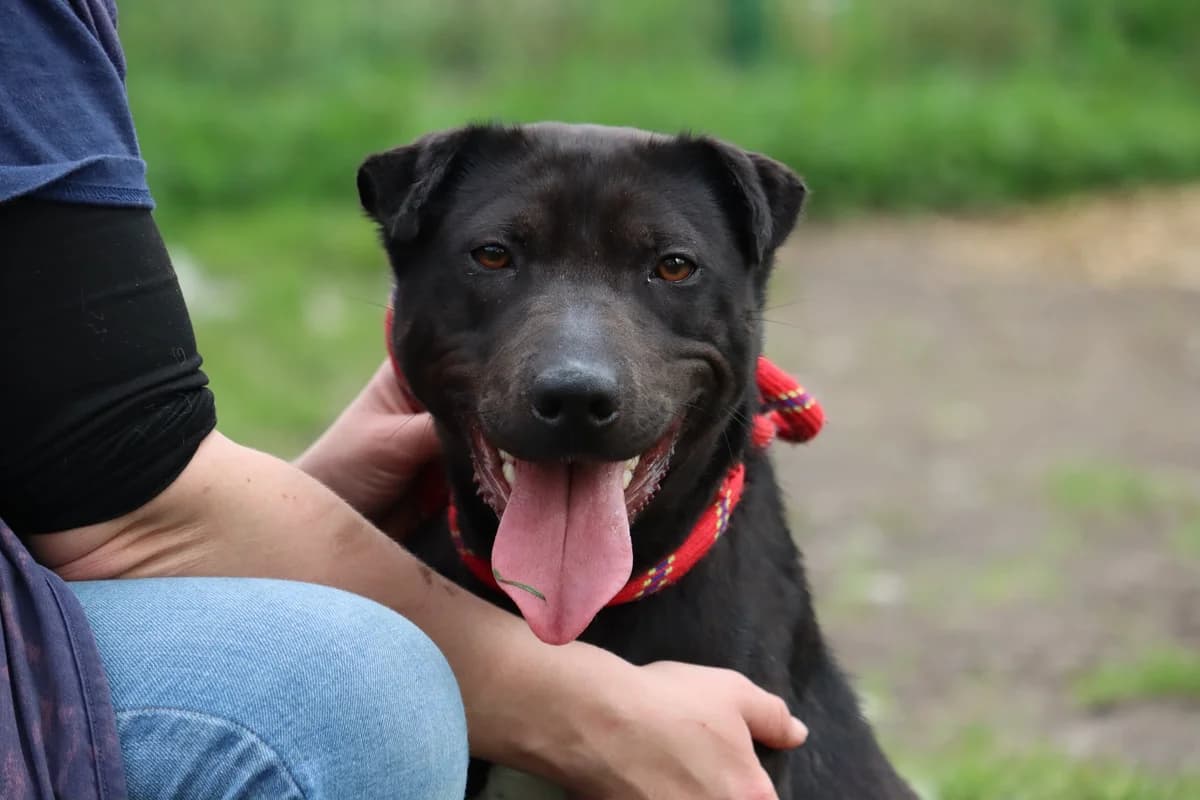Tina, mixed breed for adoption at SPA de Bordeaux et du Sud-Ouest (SPA 33)