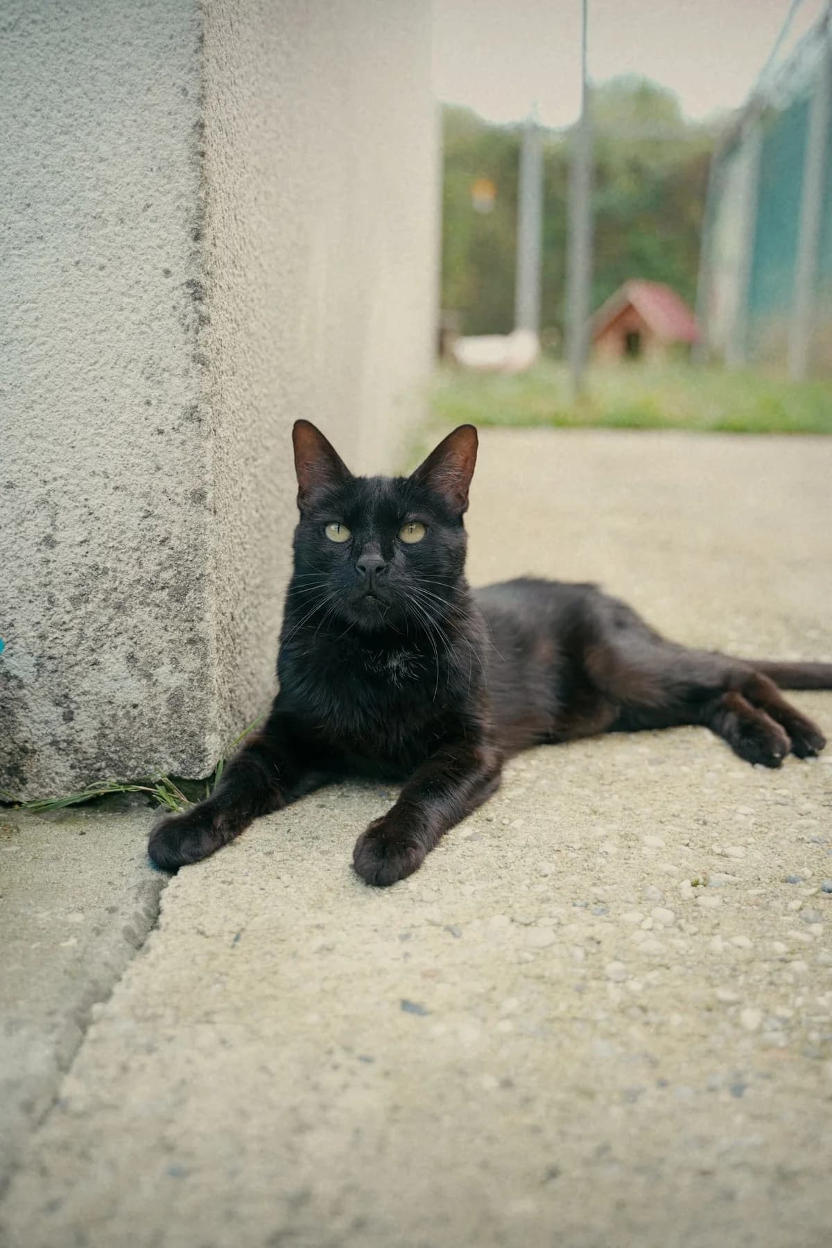 Loupio, male senior Mixed Breed for adoption at SPA de Bordeaux et du Sud-Ouest, Bordeaux