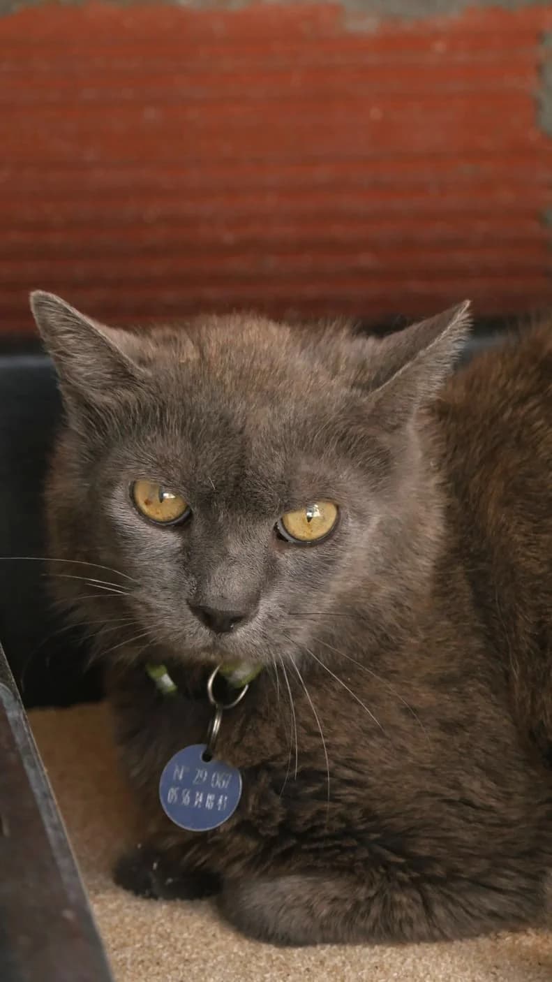Stanley, male senior Mixed Breed for adoption at SPA de Bordeaux et du Sud-Ouest, Bordeaux