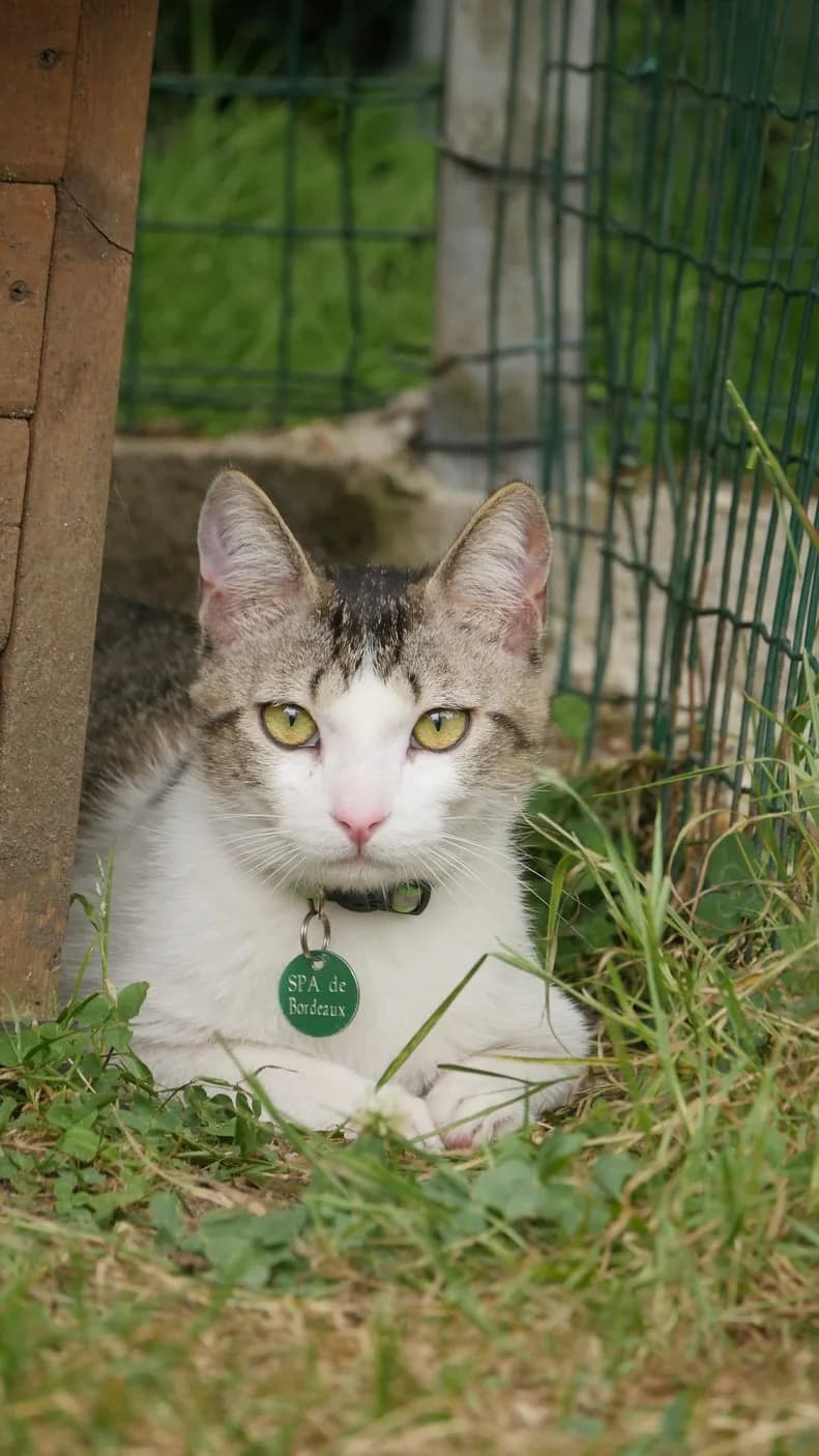 Woods, male young Mixed Breed for adoption at SPA de Bordeaux et du Sud-Ouest, Bordeaux