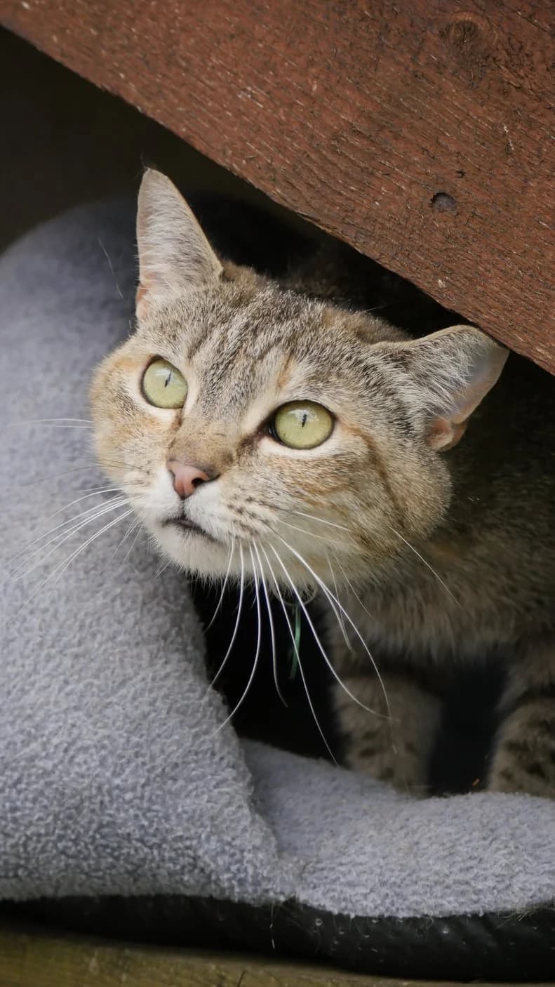 Tia, female young Mixed Breed for adoption at SPA de Bordeaux et du Sud-Ouest, Bordeaux