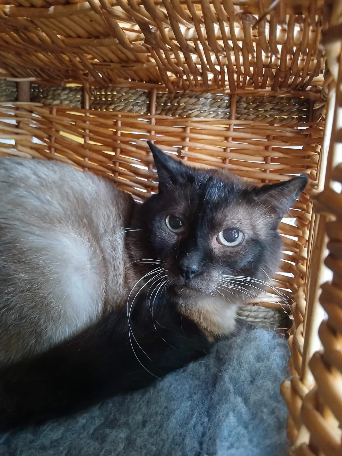Asmo, male senior Mixed Breed for adoption at SPA de Bordeaux et du Sud-Ouest, Bordeaux