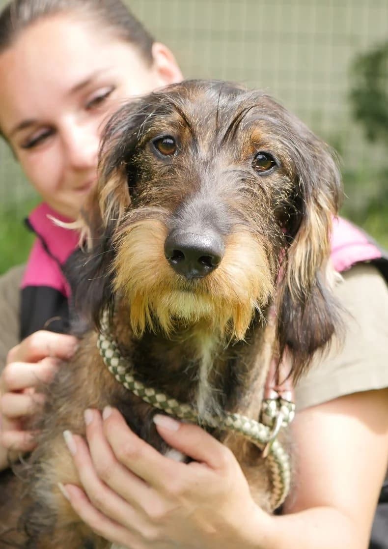 Alex, male young Dachshund for adoption at SPA de Bordeaux et du Sud-Ouest, Bordeaux