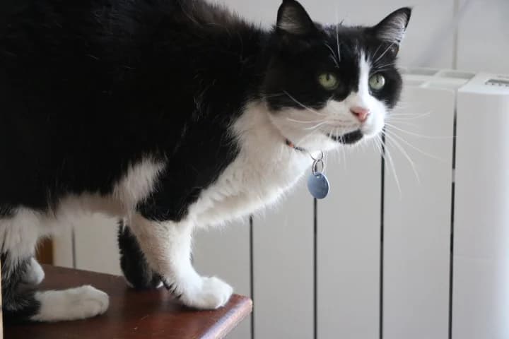 Minou, male senior Mixed Breed for adoption at SPA de Bordeaux et du Sud-Ouest, Bordeaux