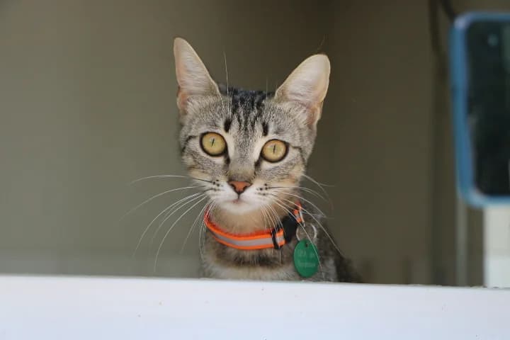 Alaka, female young Mixed Breed for adoption at SPA de Bordeaux et du Sud-Ouest, Bordeaux