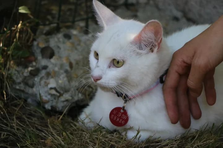 Holly, female 3yo Mixed Breed for adoption at SPA de Bordeaux et du Sud-Ouest, Bordeaux