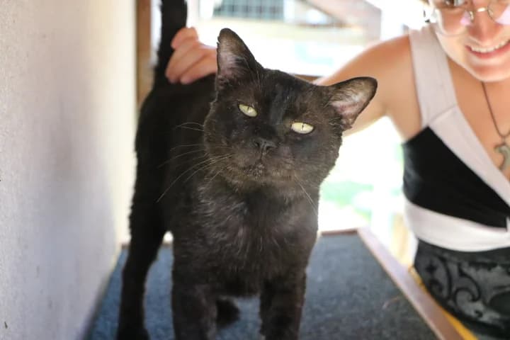 Léon, male 7yo Mixed Breed for adoption at SPA de Bordeaux et du Sud-Ouest, Bordeaux