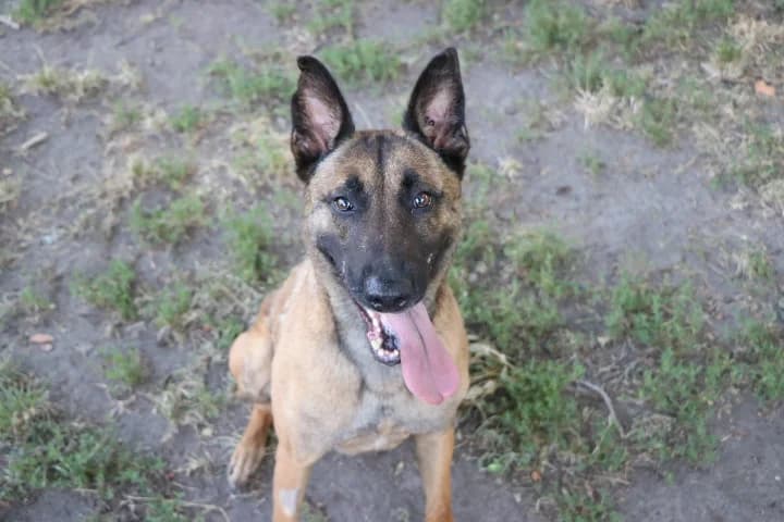 Rue, female 4yo Belgian Malinois for adoption at SPA de Bordeaux et du Sud-Ouest, Bordeaux