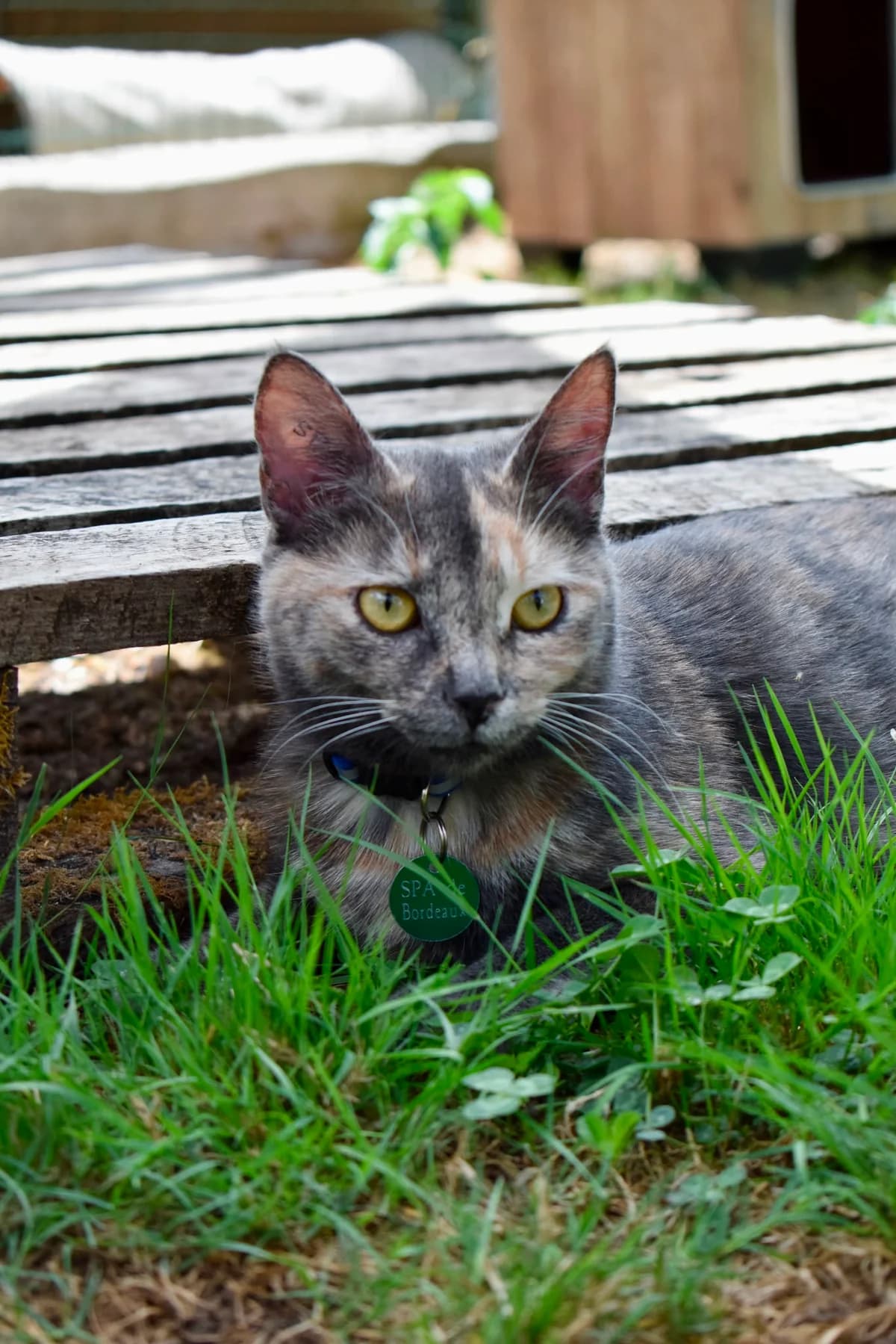 Syrax, female 3yo Mixed Breed for adoption at SPA de Bordeaux et du Sud-Ouest, Bordeaux