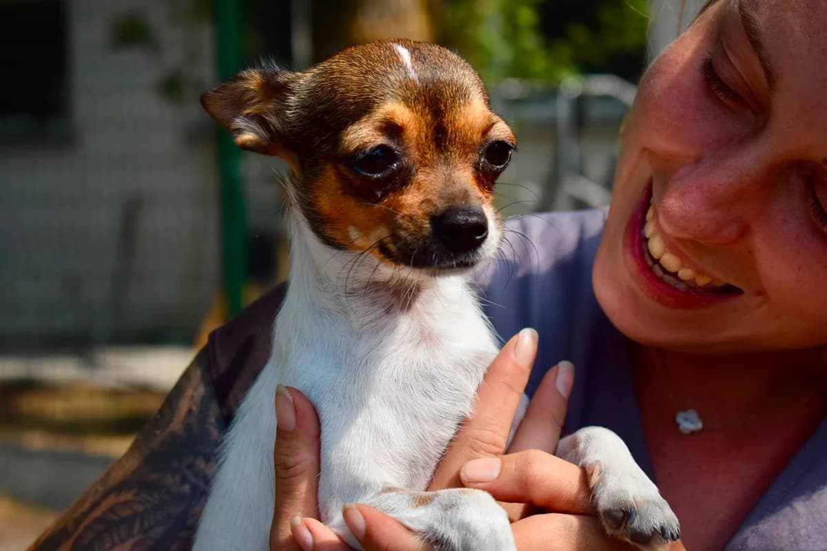 Pipas, female 3yo Chihuahua for adoption at SPA de Bordeaux et du Sud-Ouest, Bordeaux