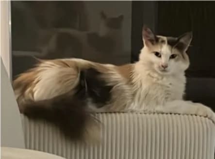 Bella, female 3yo Mixed Breed for adoption at SPA de Bordeaux et du Sud-Ouest, Bordeaux