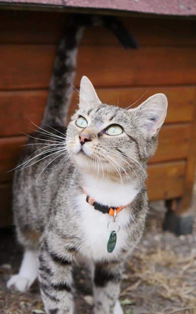 Anita, female young Mixed Breed for adoption at SPA de Bordeaux et du Sud-Ouest, Bordeaux