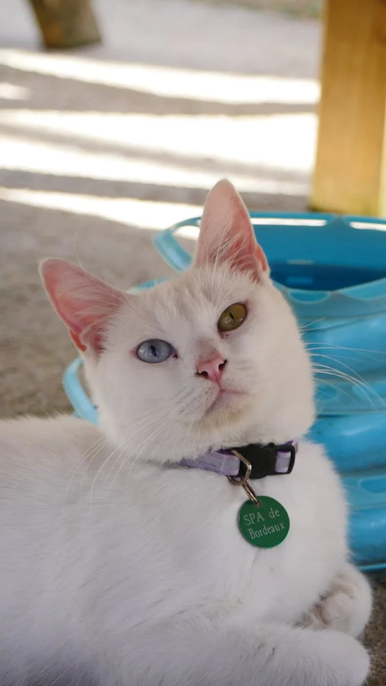 Persian, female 4yo Mixed Breed for adoption at SPA de Bordeaux et du Sud-Ouest, Bordeaux