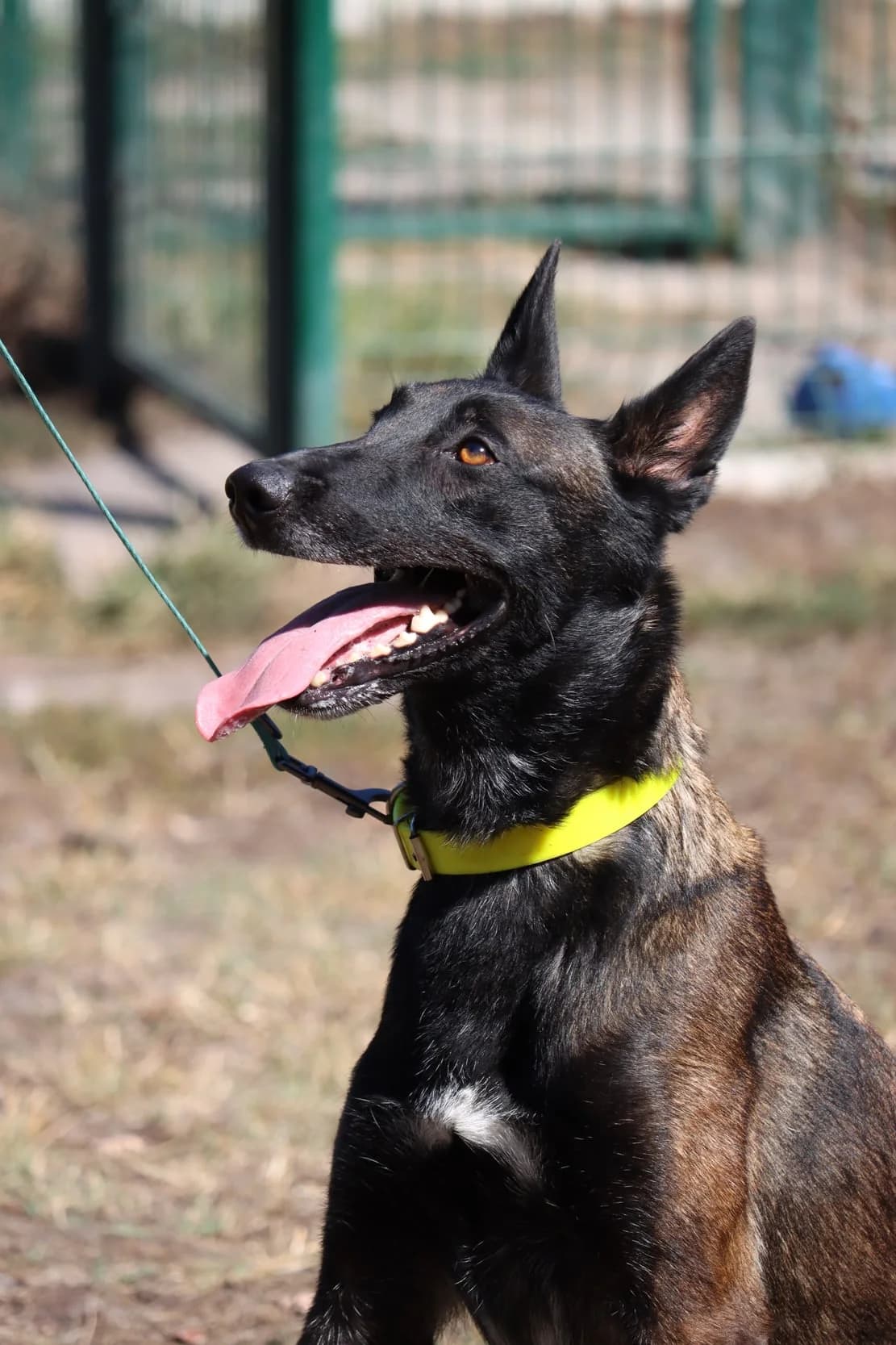 Lolita, female 5yo Belgian Malinois for adoption at SPA de Bordeaux et du Sud-Ouest, Bordeaux