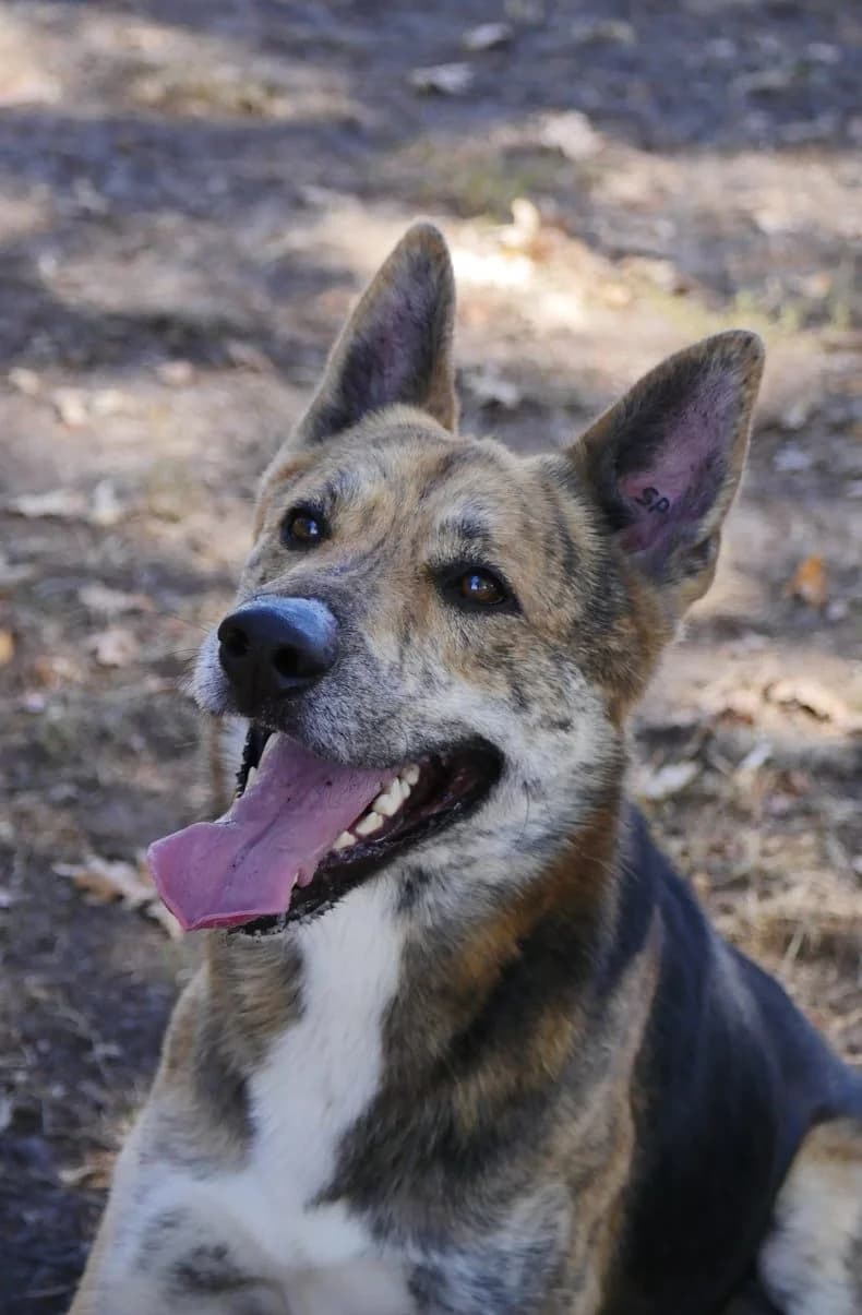 Snooky, Belgian Malinois for adoption at SPA de Bordeaux et du Sud-Ouest (SPA 33)