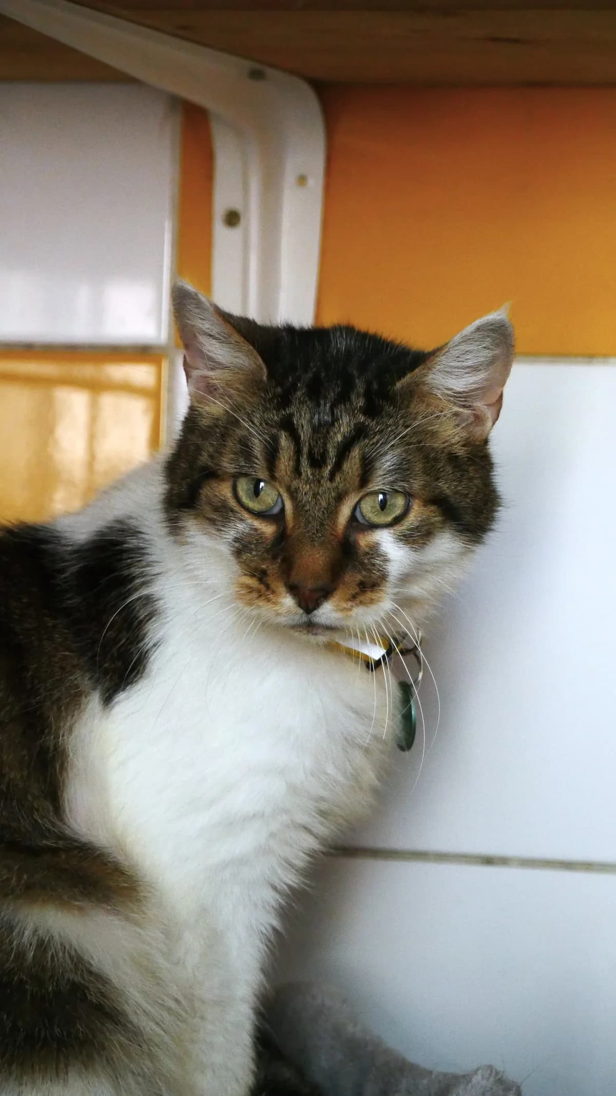 Smogo, male senior Mixed Breed for adoption at SPA de Bordeaux et du Sud-Ouest, Bordeaux