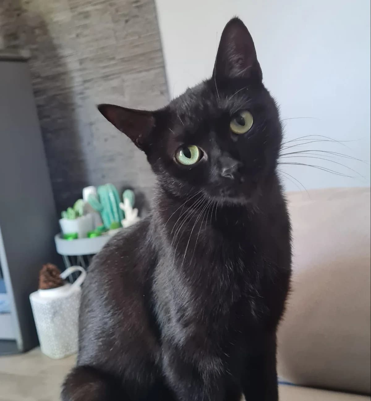 Marge, female 3yo Mixed Breed for adoption at SPA de Bordeaux et du Sud-Ouest, Bordeaux