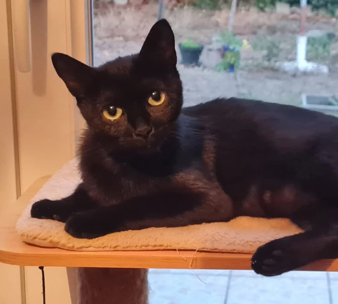 Marge, female 3yo Mixed Breed for adoption at SPA de Bordeaux et du Sud-Ouest, Bordeaux