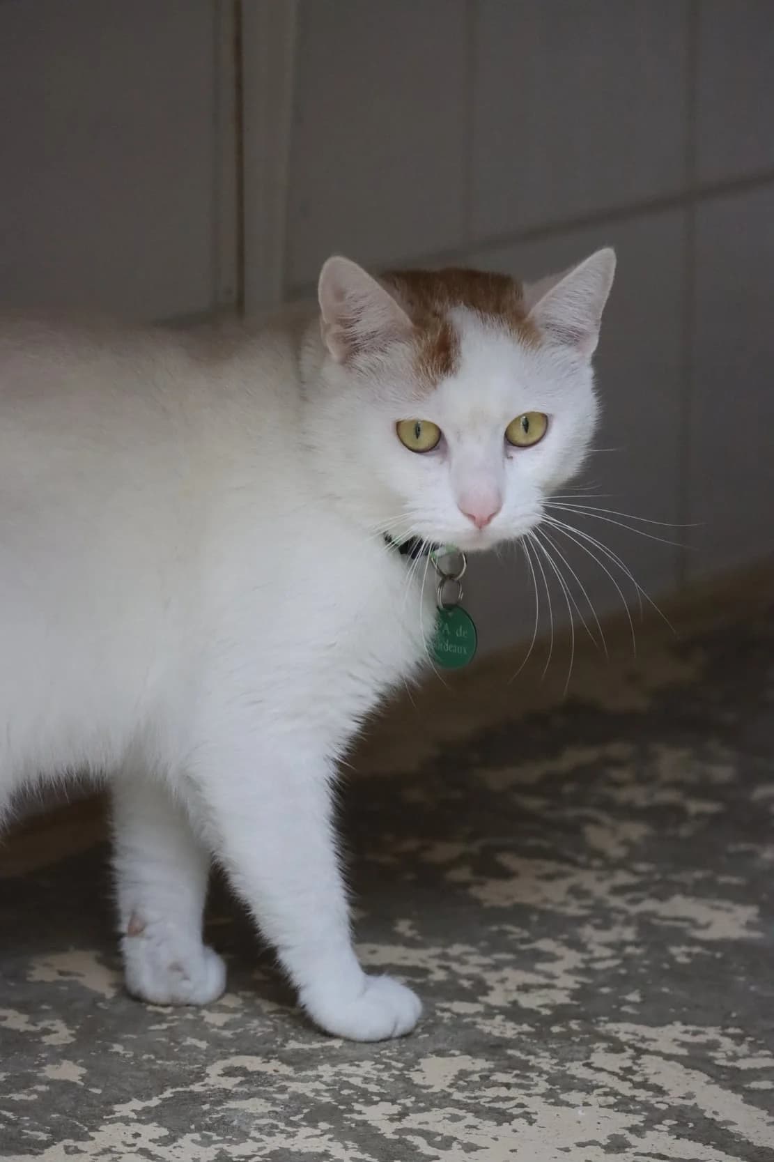 Dracaufeu, male 5yo Mixed Breed for adoption at SPA de Bordeaux et du Sud-Ouest, Bordeaux