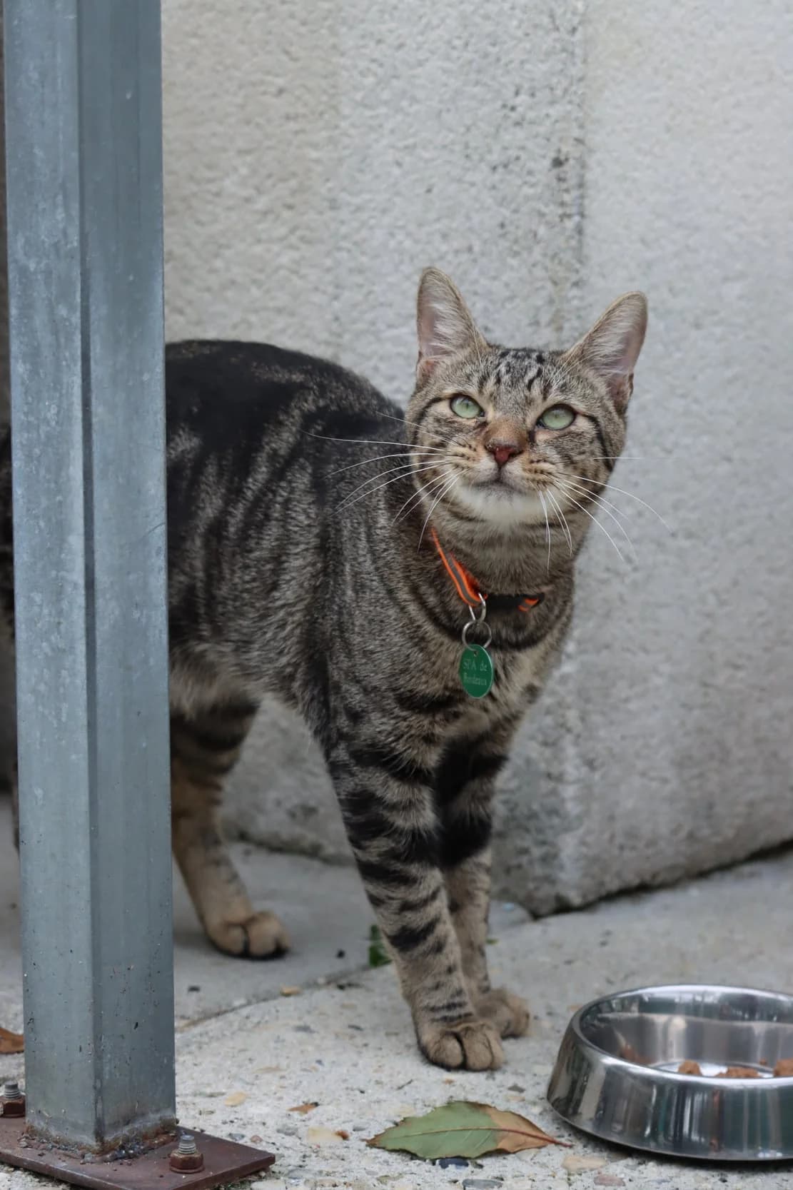 Tortank, male 3yo Mixed Breed for adoption at SPA de Bordeaux et du Sud-Ouest, Bordeaux