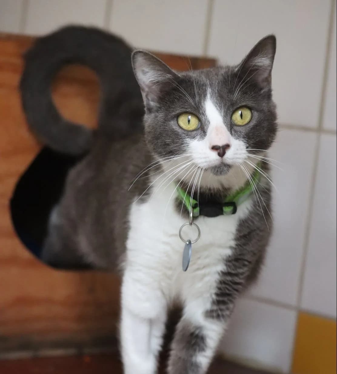 Matcha, female young Mixed Breed for adoption at SPA de Bordeaux et du Sud-Ouest, Bordeaux
